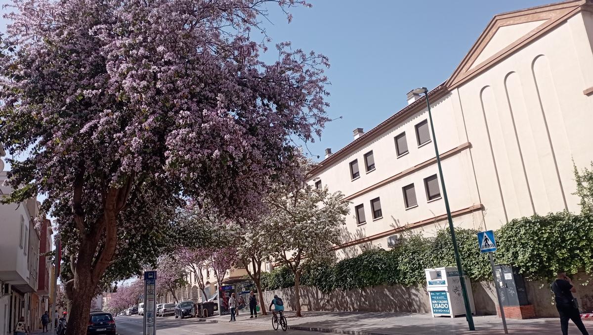 La Calle M s Hermosa De Espa a regresa Cada Abril A M laga La Calle M s Hermosa De Espa a regresa Cada Abril A M laga
