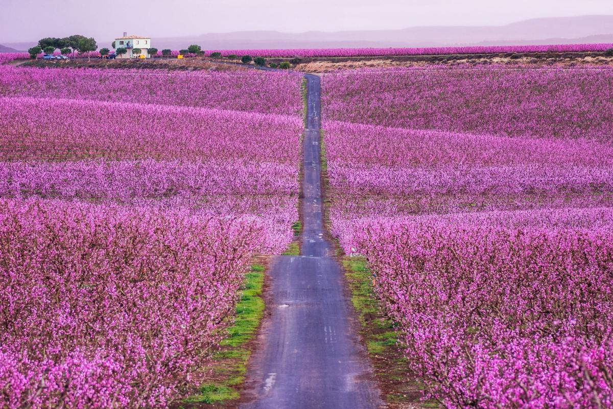 Frutales en flor, campos en flor españa