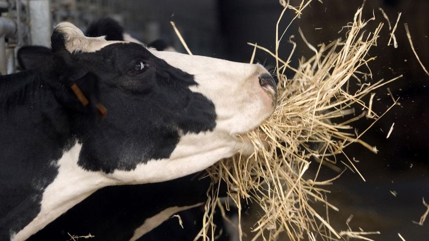 La falta de lluvias obliga a tirar de reservas a ganaderos y agricultores asturianos: &quot;Si esto se alarga, subirán los costes&quot;