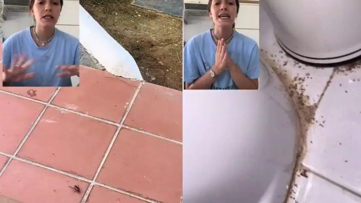 Alquilan un apartamento donde se encuentran una plaga de cucarachas y Booking se desentiende