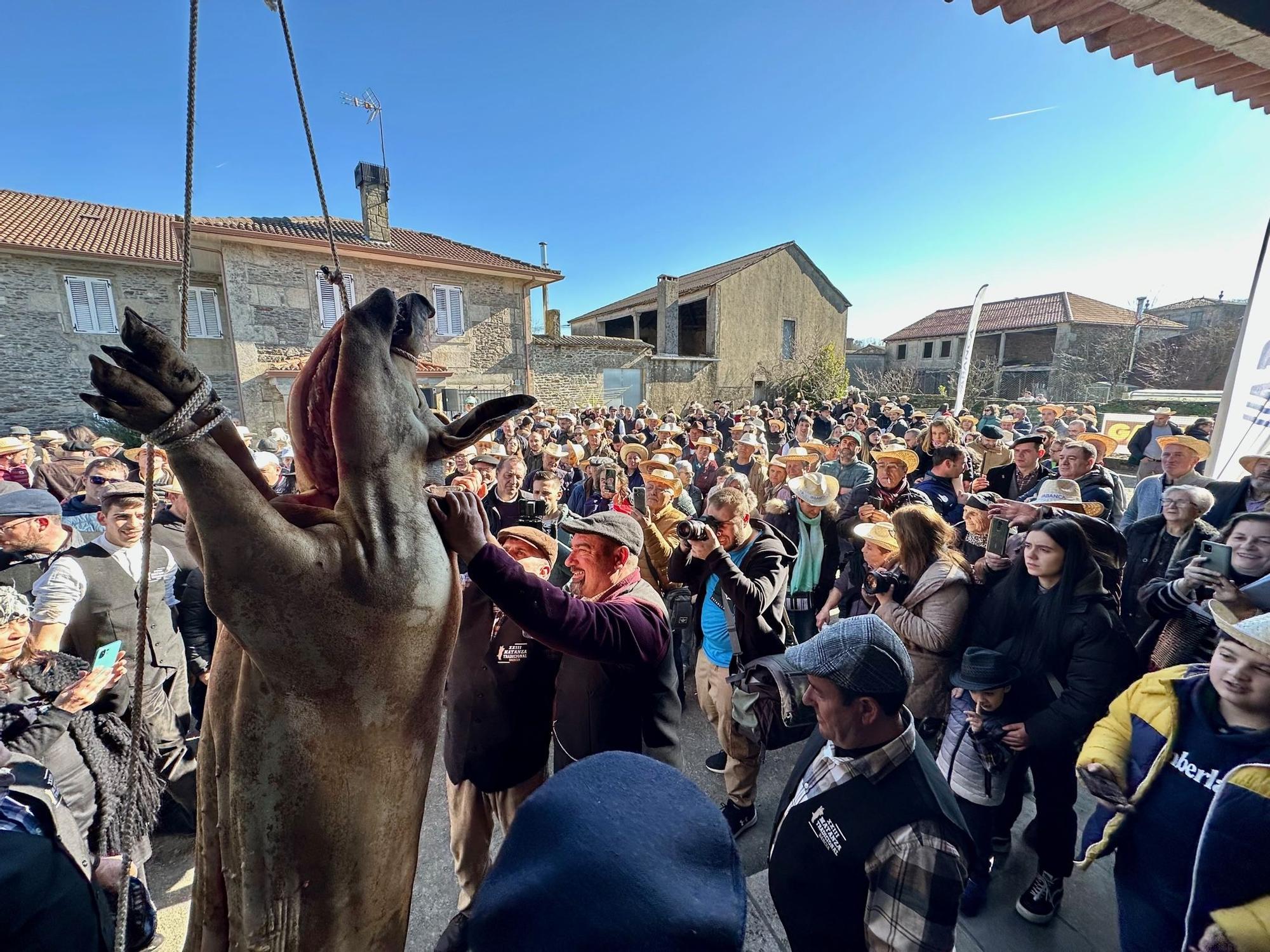 La Matanza do Porco en imágenes