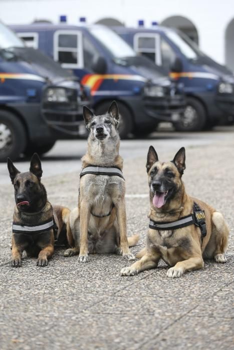 "Lúa" la perra policía