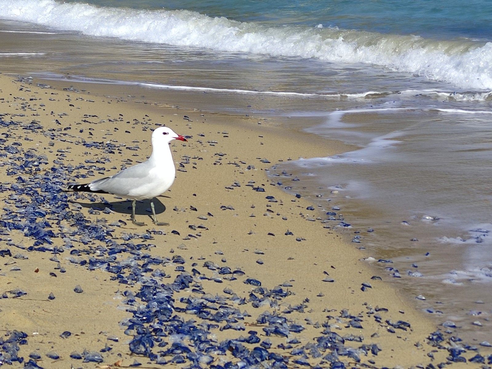 Aparecen cientos de miles de medusas en una playa de Ibiza