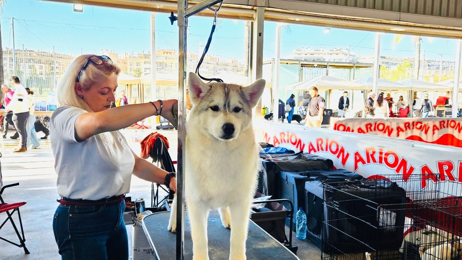 Más de 500 mascotas participan en la primera jornada del Concurso Internacional Canino en Torrent