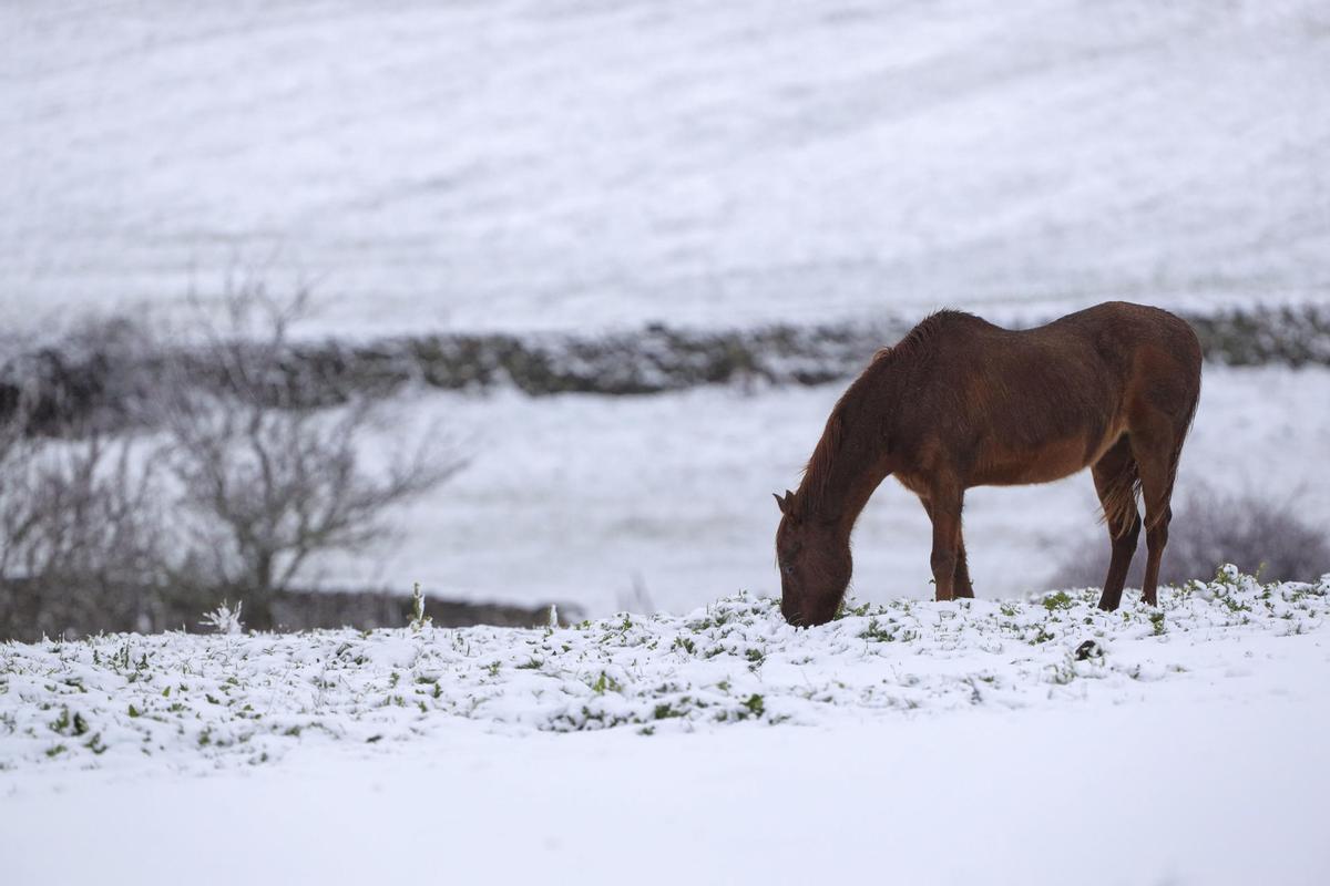 n caballo come entre la nieve acumulada. La primera nevada del año ha sorprendido sobre las 15 horas a la ciudad de Salamanca y a municipios vecinos, después de una mañana de fuertes rachas de viento y lluvia que han dejado paso a los copos. C