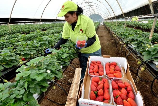 FRESAS VALSEQUILLO