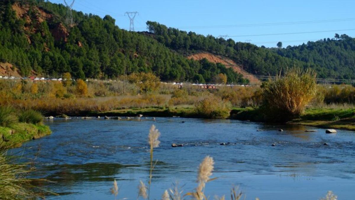 El 80% de la vegetación del delta del río Llobregat ya es exótica