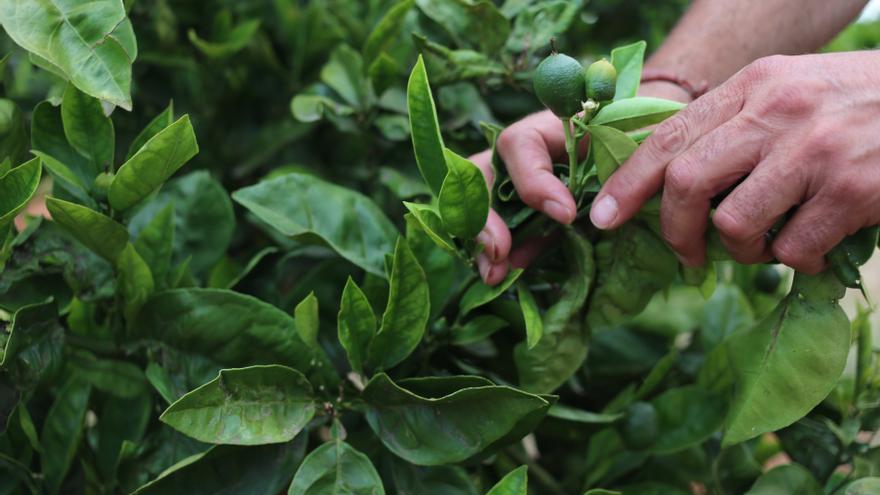 Agricultura compra dos millones de depredadores del &#039;cotonet&#039;