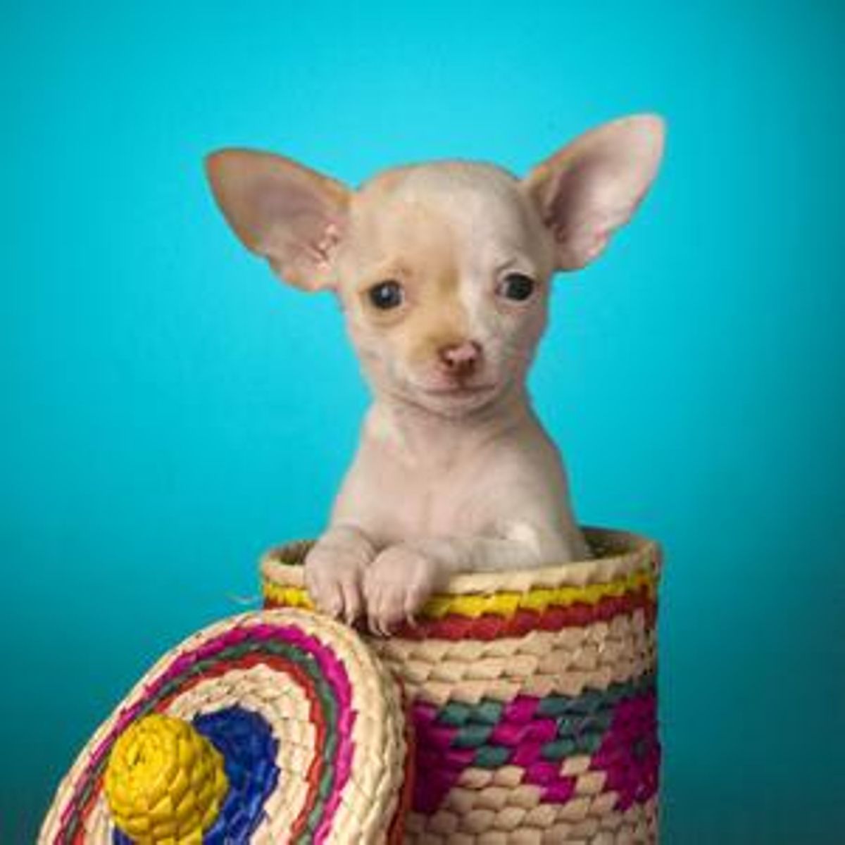 Las 10 rarezas de los perros que no conocías