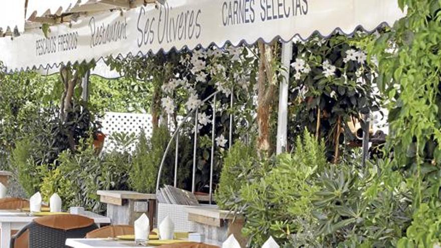 Ses Oliveres: pflanzenumrankte Terrasse an der Hafenpromenade von Port de Sóller