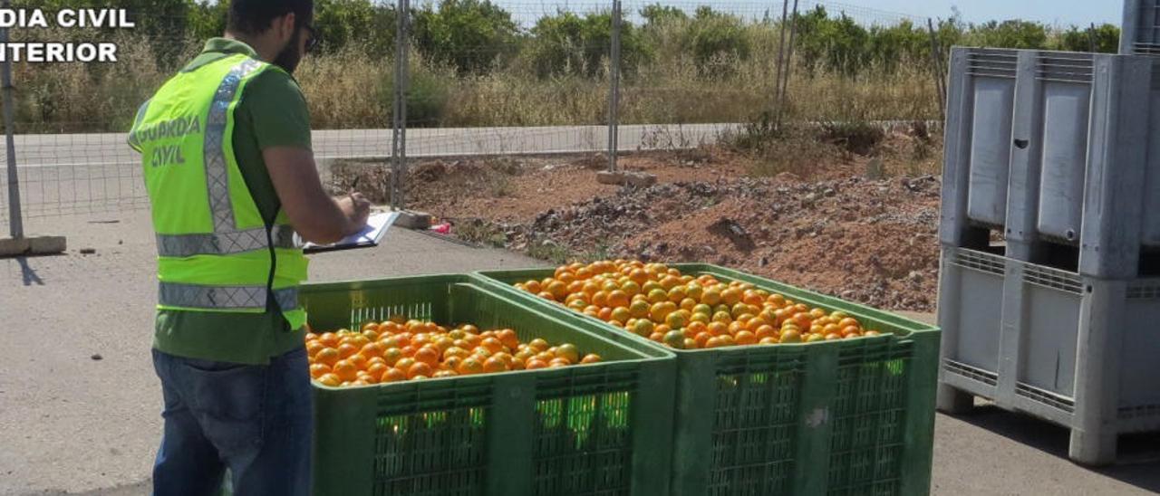 Anticorrupción recupera 3 millones de un fraude en ayudas europeas a la naranja