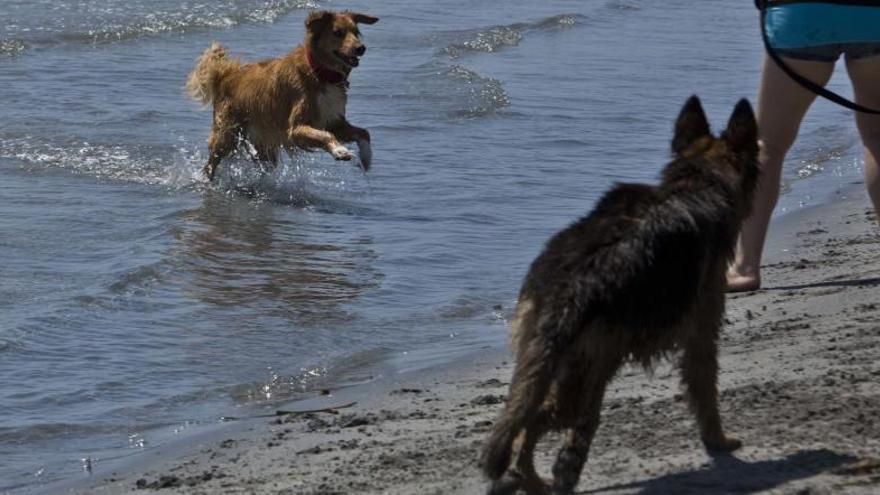 Perros a la orilla del mar