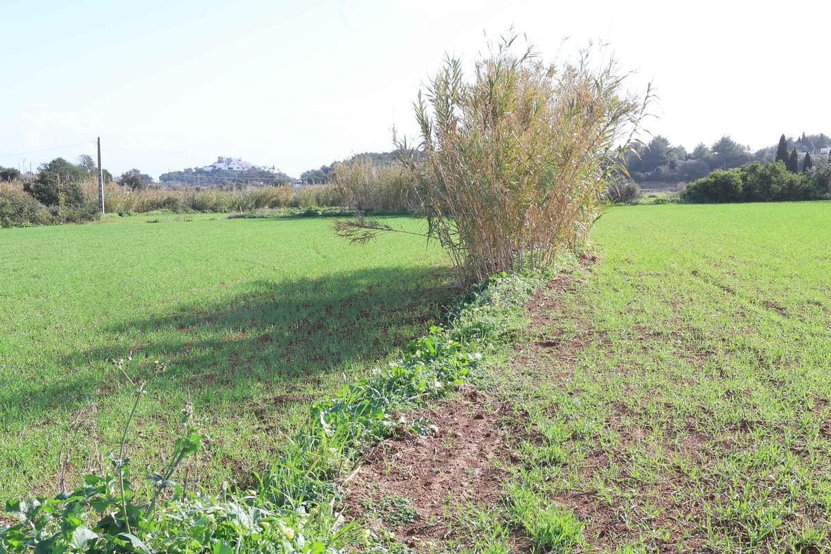 Los agricultores de Ibiza vuelven a sembrar cereal y forraje Los agricultores de Ibiza vuelven a sembrar cereal y forraje