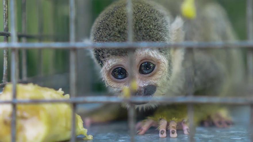 Reunión internacional para mejorar las leyes sobre el comercio de animales, un gran ‘coladero’ de ilegalidades