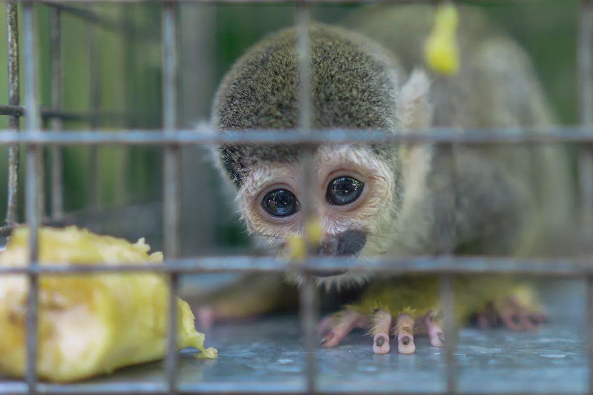 La reunión del convenio CITES trata de reforzar el comercio mundial de especies