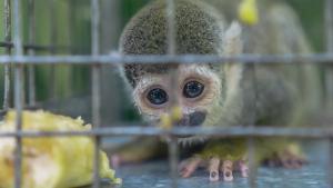 La reunión del convenio CITES trata de reforzar el comercio mundial de especies