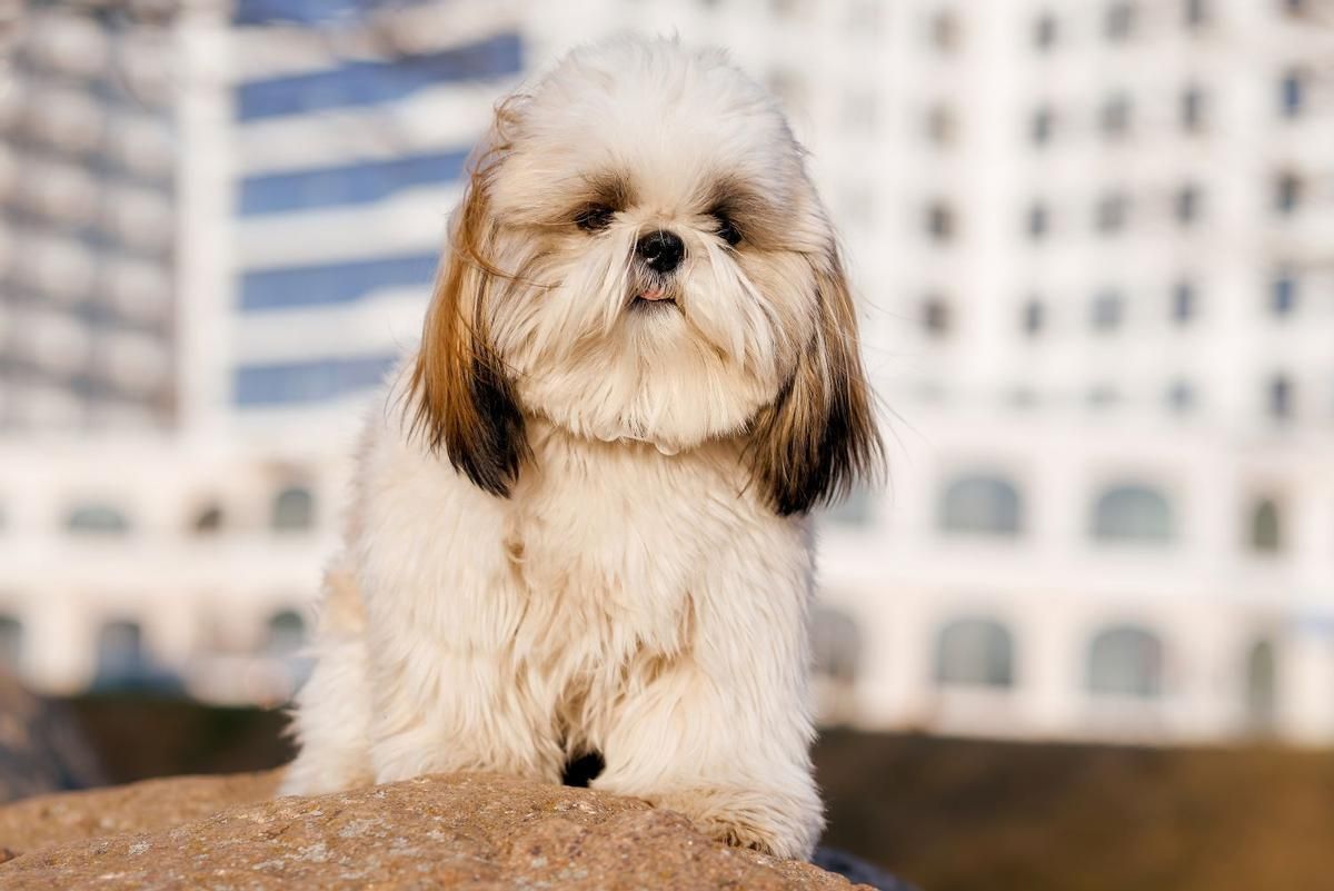 Shih Tzu.