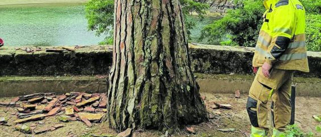 Talado del árbol del castillo de Santa Cruz tras partir el tronco, en junio de este año. |   // L.O. 