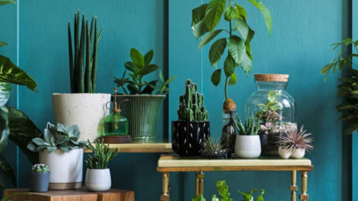 Las mejores plantas de interior para purificar el aire de tu casa