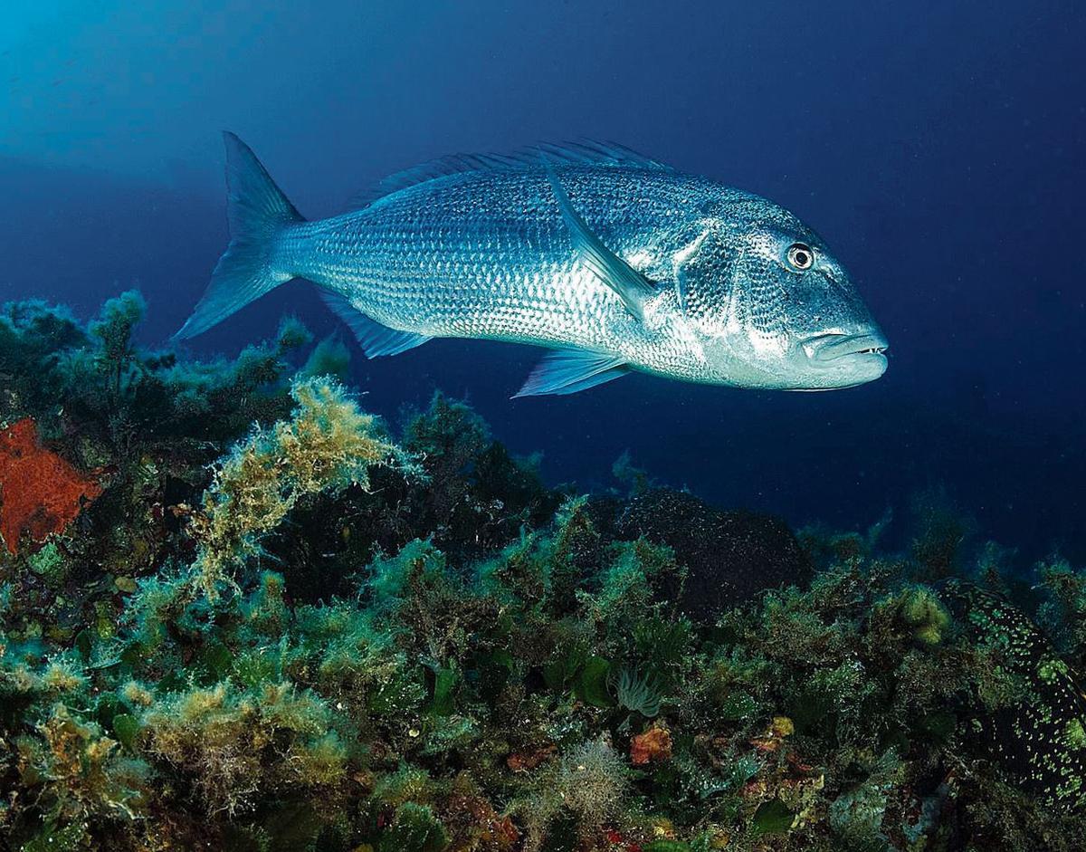 Un dentón nada en las aguas de la Plataforma Mariana en Formentera.