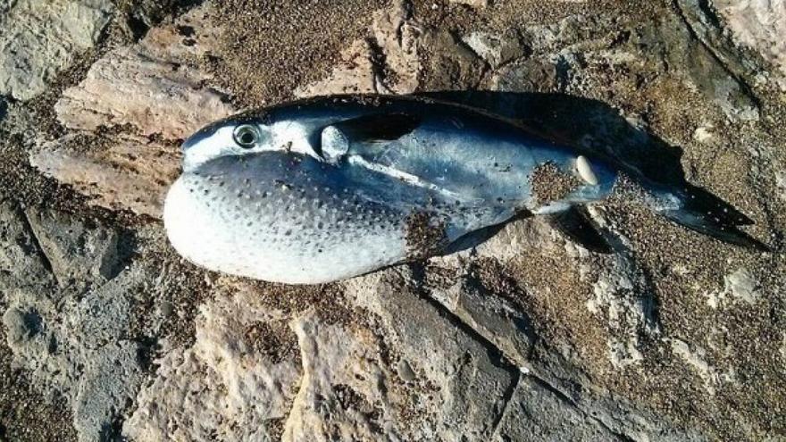 Todo lo que necesita saber sobre el pez globo que está apareciendo muerto en las orillas de Canarias