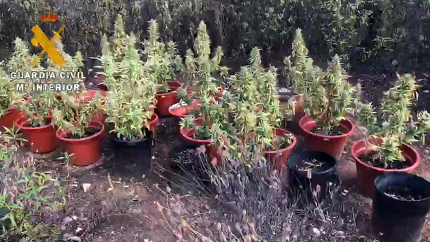 La Guardia Civil descubre una plantación de marihuana en Vegaviana (Cáceres)