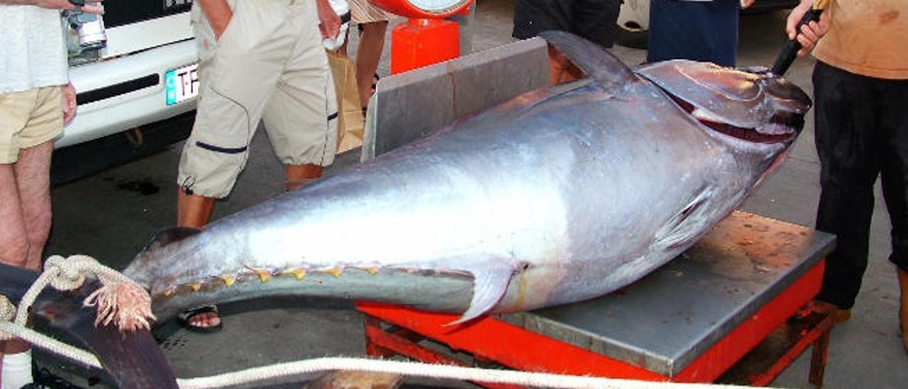 Canarias lanza una ofensiva en busca de mayor cuota de atún rojo para las Islas