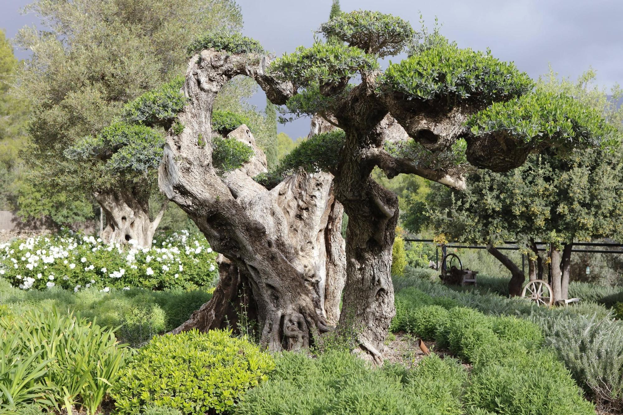 Ein Garten auf Mallorca ganz in Öko