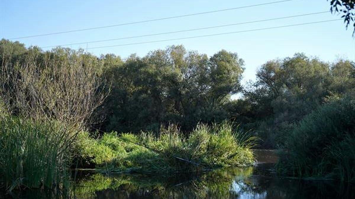 Paraje fluvial del río Jerte donde se aprecia la caña y el tendido eléctrico.