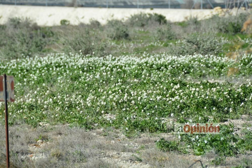 Comienza la Floración de Cieza