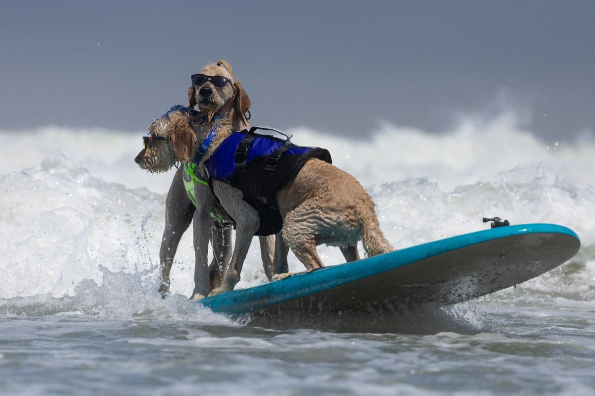 Hicieron un torneo de perros surfistas en California