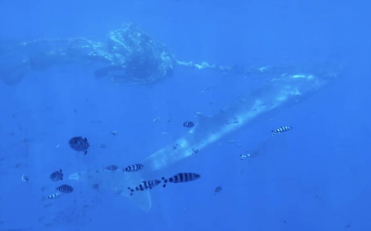 La ballena  nada junto a otros peces atrapada por una manta de cabos marinos. | | FUERTEVENTURA FULL EXPERIENCE