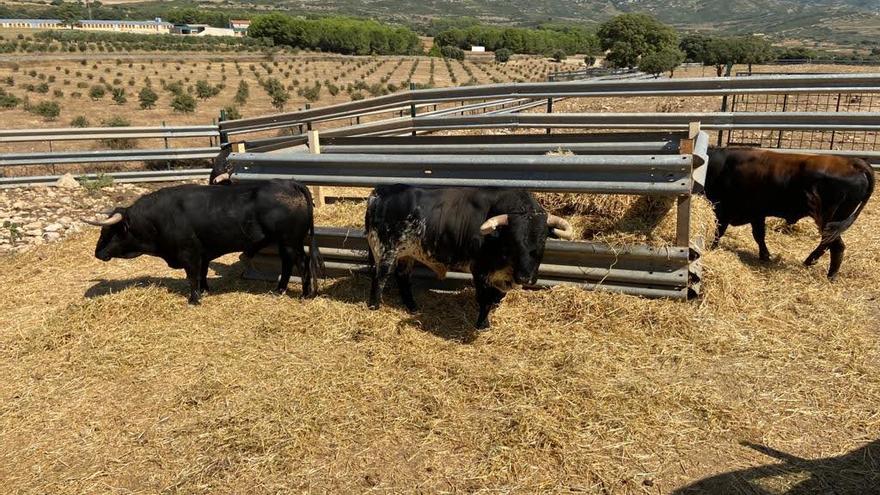 Más de 300 hectáreas dedicadas en Castellón al cuidado y el culto por el toro bravo.