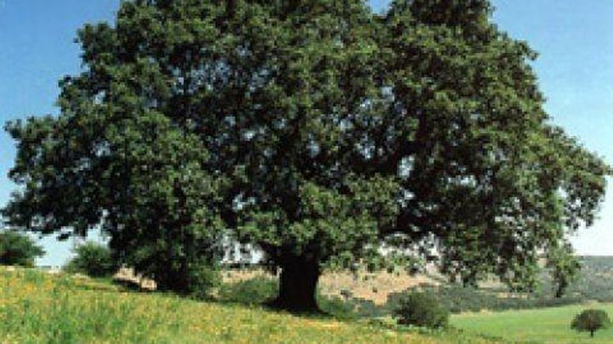 Monóvar celebra el día del árbol con una plantación