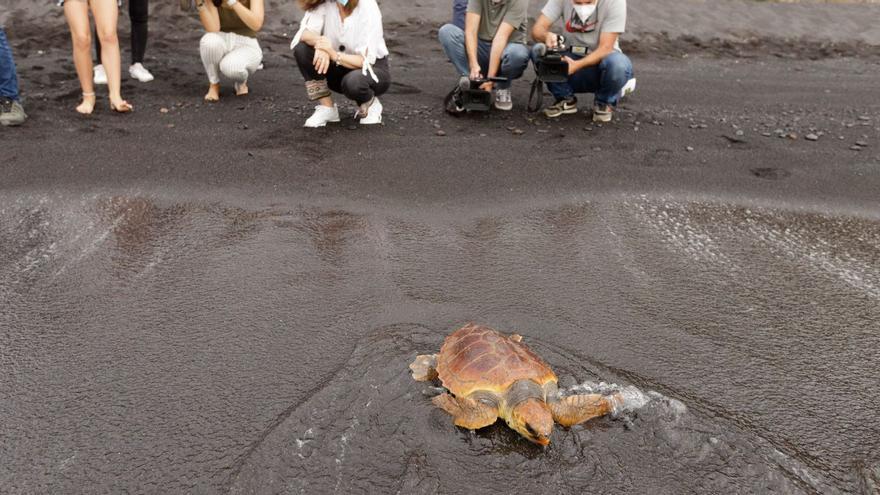 La Tahonilla treats more than 90 sea turtles with pathologies each year.