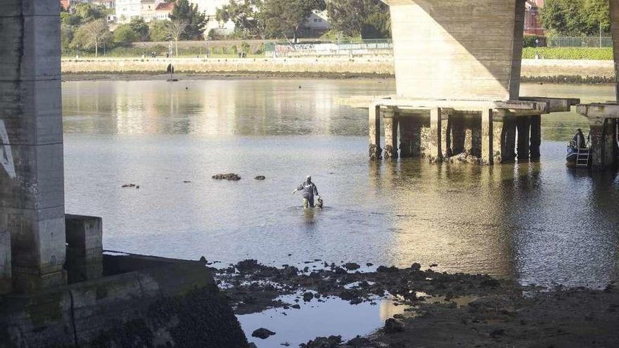 Un mariscador, bajo el puente, en la ría de O Burgo.