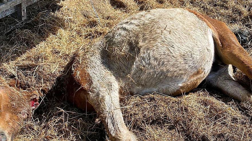 Imagen de la yegua embarazada que mató el lobo estos días en un ataque en Armenteira.   | // CEDIDA