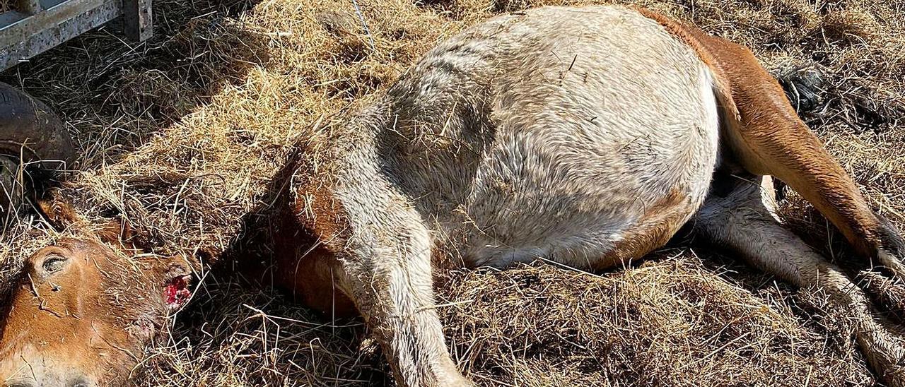 Imagen de la yegua embarazada que mató el lobo estos días en un ataque en Armenteira.   | // CEDIDA