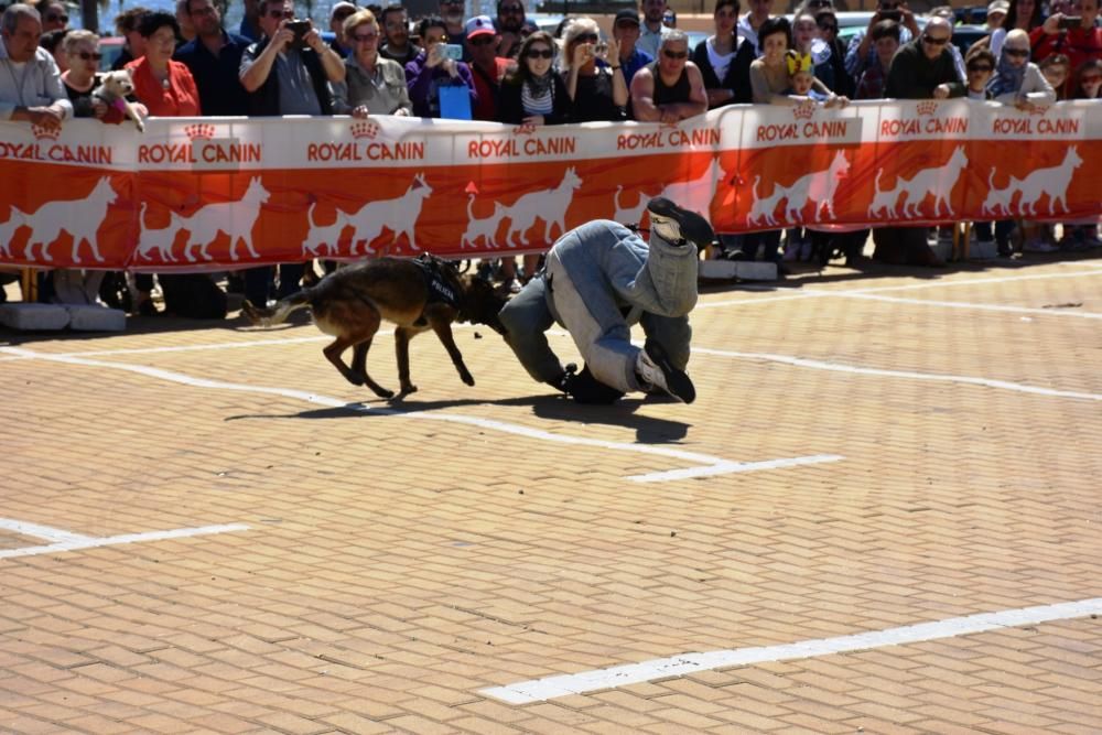 Decenas de personas se reunieron junto al Castillo Sohail para celebrar el Día del perro que se celebra desde hace siete años en Fuengirola.