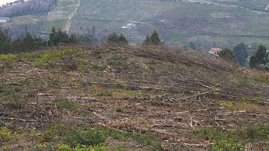 Vista de la tala de madera quemada en el monte de Cepeda. // FdV