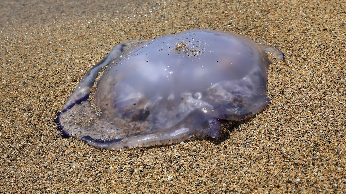 zentauroepp44541204 medusas190430150006 zentauroepp44541204 medusas190430150006