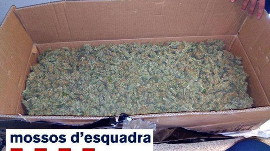 Els dos quilos de cabdells de marihuana.