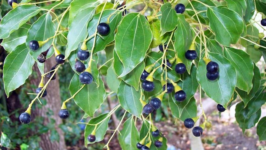 Camphor Laurel - Turramurra Railway Station