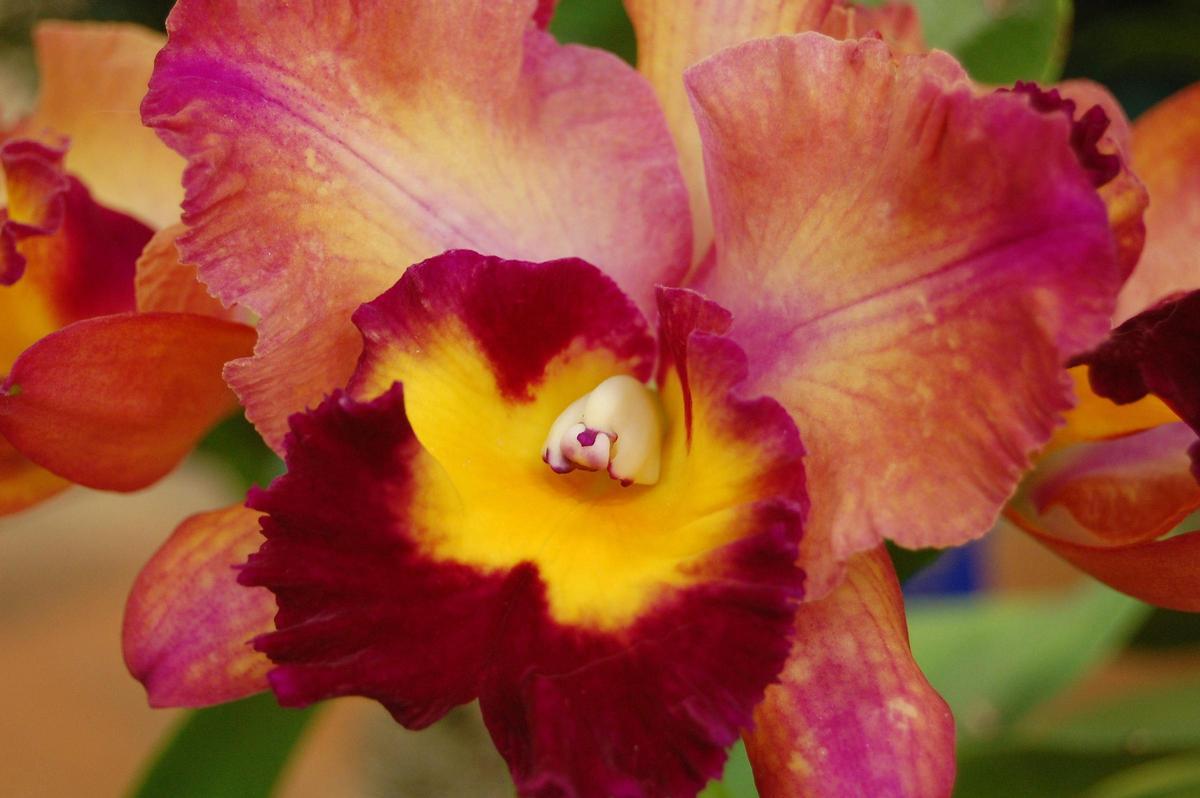 La flor de la vainilla, ingrediente utilizado para la cosmética