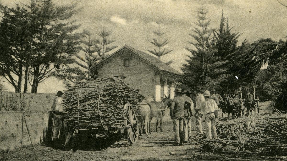 Acarreo de caña de azúcar en Gran Canaria a principios del siglo XX.