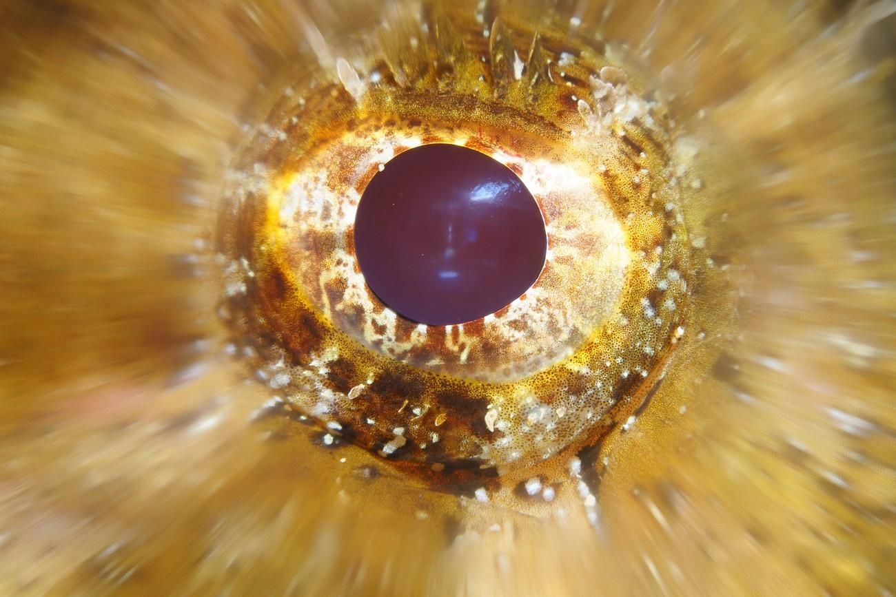 Fotosub 2025
