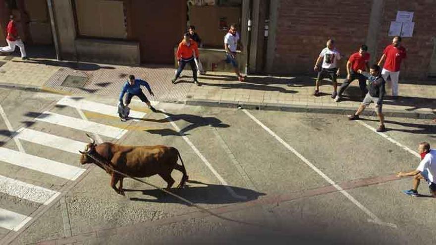 Un momento de la carrera al astado del Toro Enmaromado de Benavente en Lodosa.