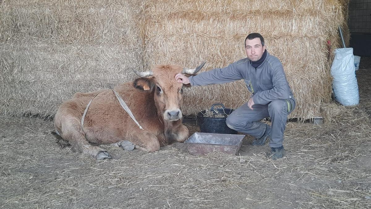 La vaca y el ganadero, tras sufrir la muerte del ternero en el parto