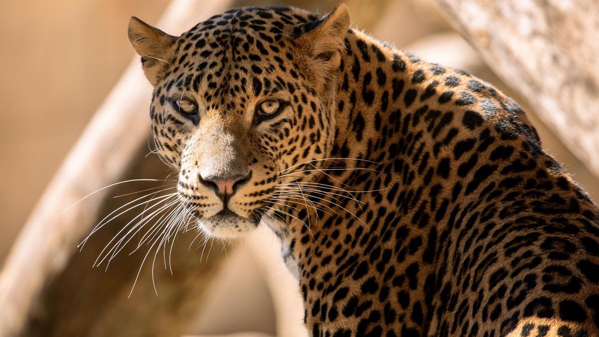Leopardo de Sri Lanka en Río Safari.