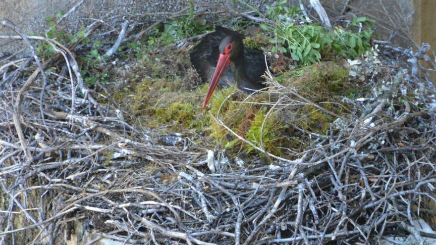 Nido creado por la pareja de cigüeñas negras en la central hidroeléctrica.
